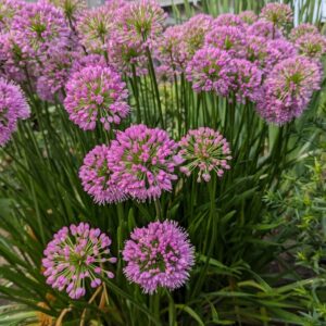 Perennials - Hardy Selections