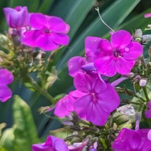 Phlox - Purple