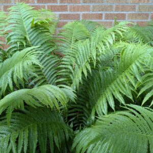 Ostrich Fern