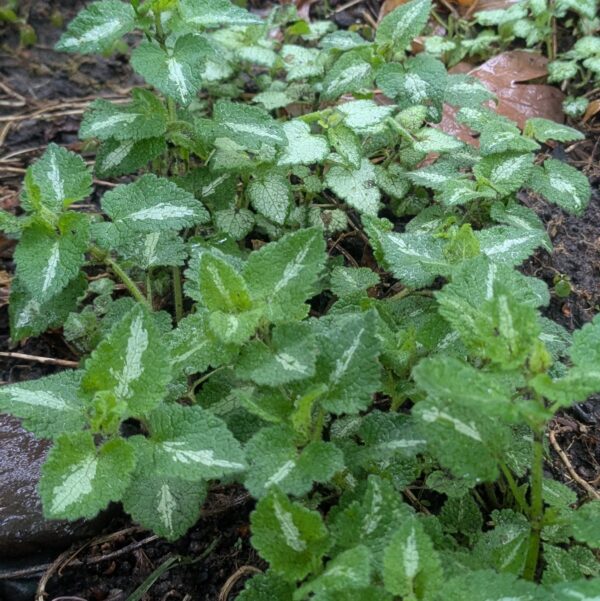 Lamium maculatum   or Spotted Deadnettle