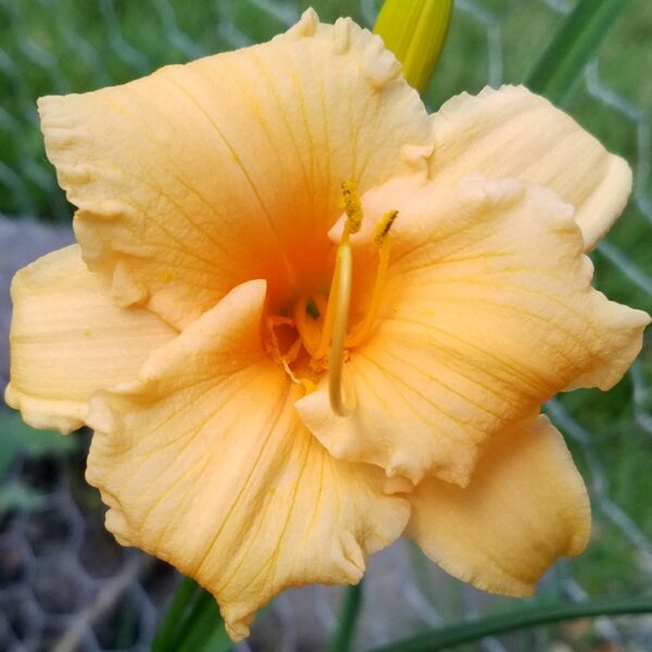 Apricot Sparkles