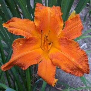 Baiba's Orange