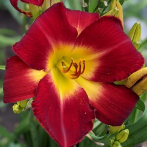 Cherokee Star