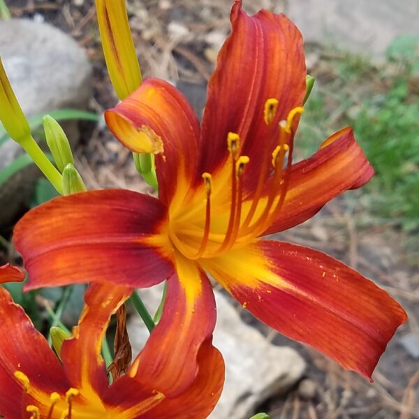 Burnt Orange
