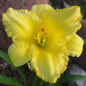 Lemon Yellow