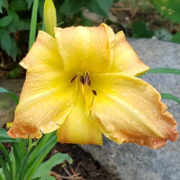 Yellow Peach