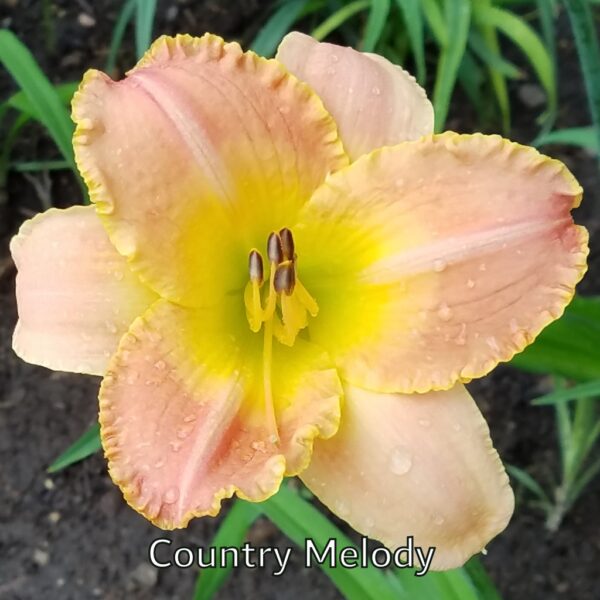 Country Melody