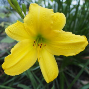 Dark Yellow