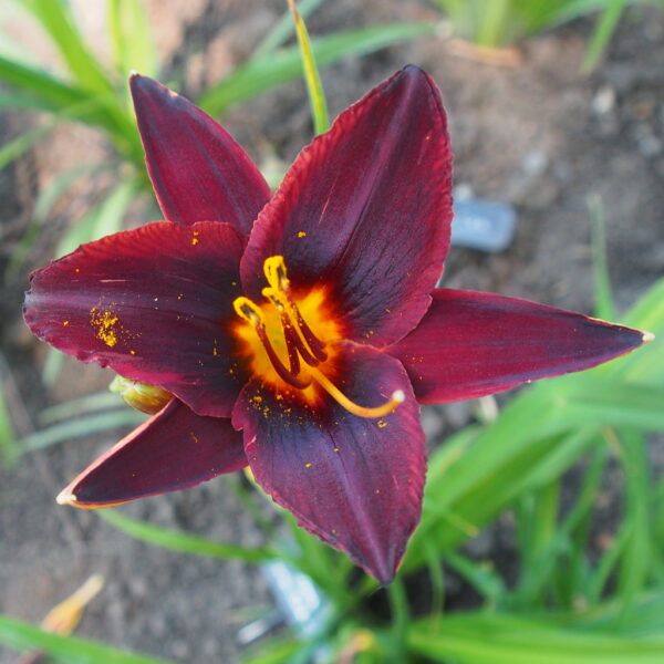 Joan's Deepest Red