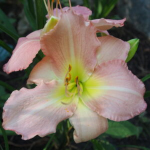 Joan's Pink