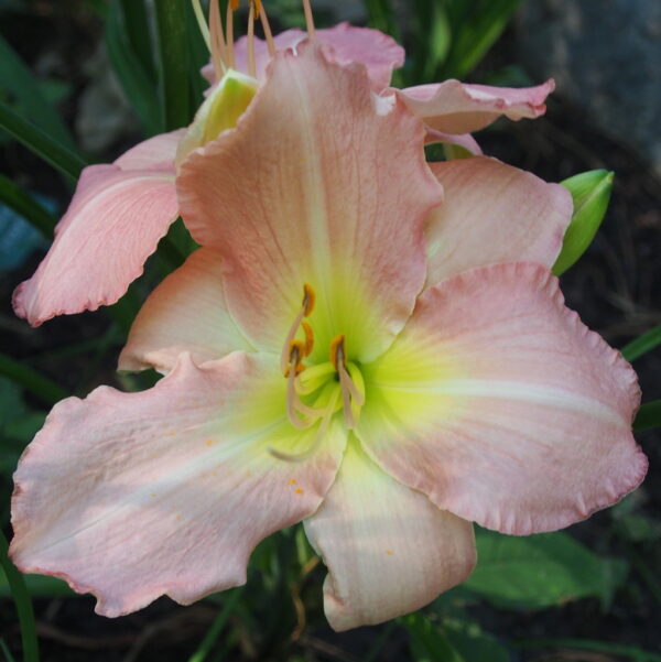 Joan's Pink