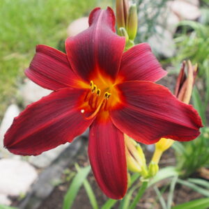 Tango Velvet Red