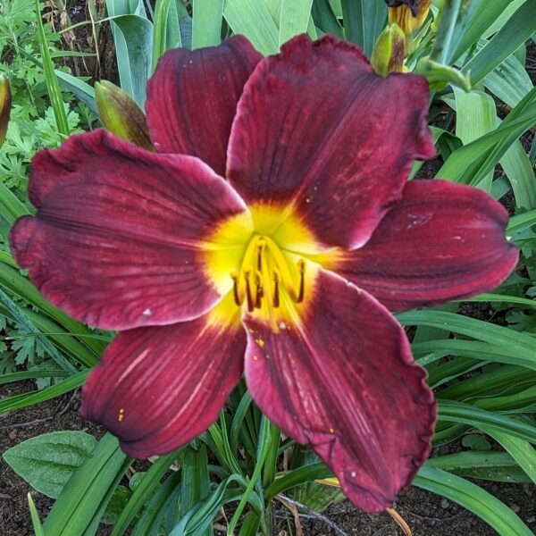 Jungle Beauty