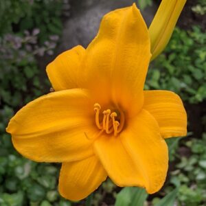 Orange with no eye