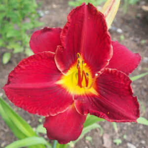 Prairie Wildfire