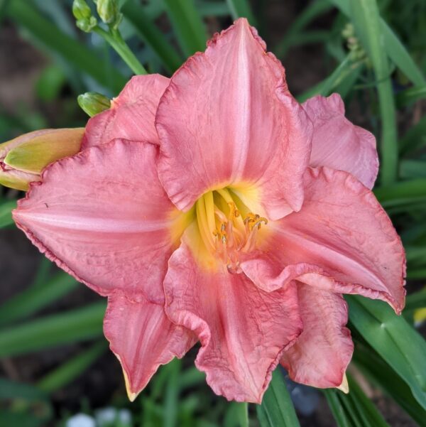 Pretty in Pink