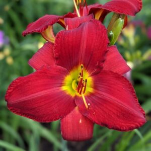 Ruby Throat
