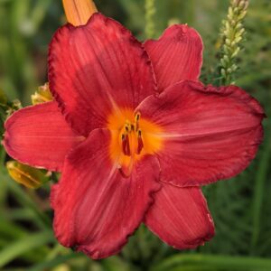 Ruffled Ruby