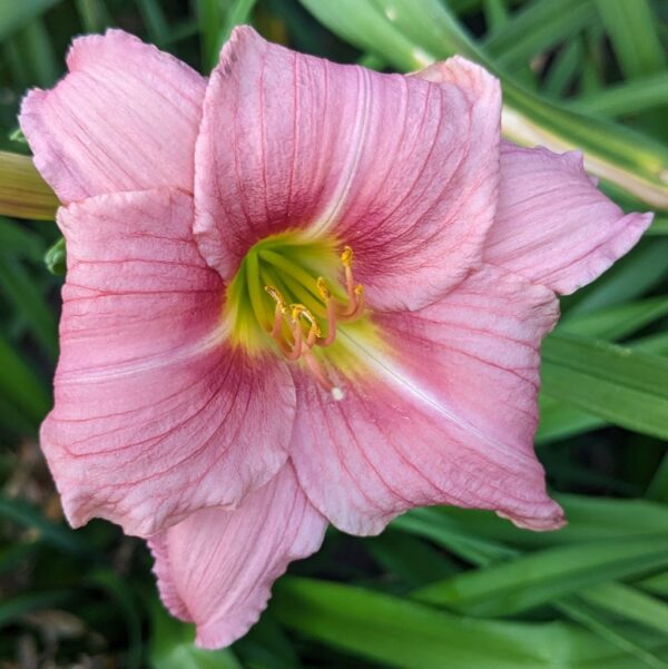 Tootsie Rose