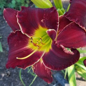 Velvet Thunder