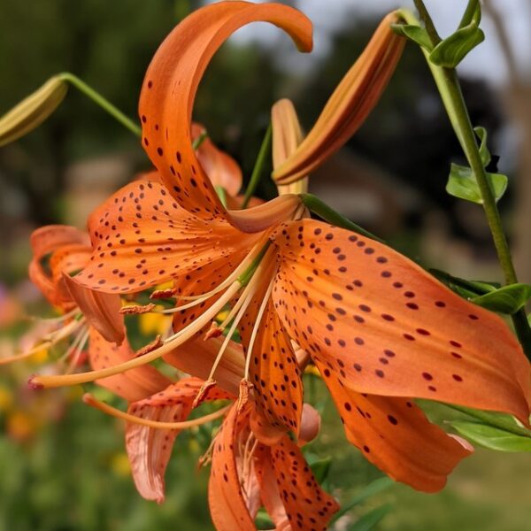 Tiger Lily