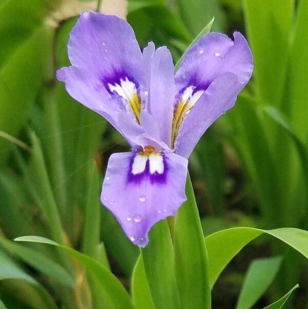 4" Dwarf Crested Iris - Purple