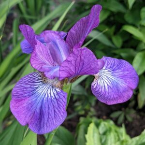 Siberian Iris - Light Purple