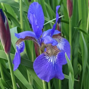 Siberian Iris - 'Caesar'