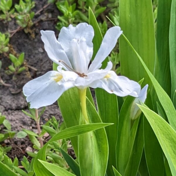 4" Dwarf Crested Iris - White