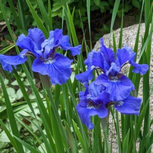 Siberian Iris - Ruffled blue-purple
