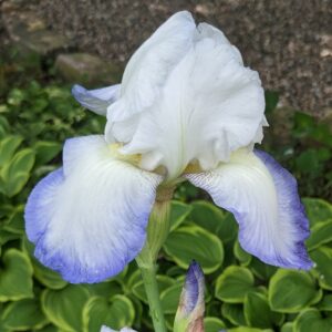 Bearded Dolce Acqua
