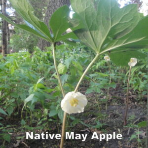 Mayapple – Podophyllum peltatum