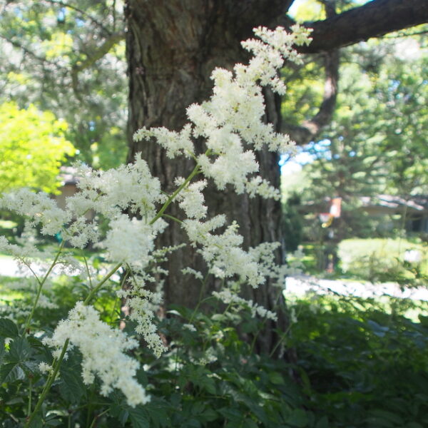 Astilbe japonica 'Deutschland'