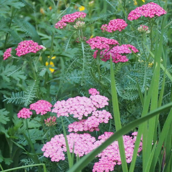 Yarrow (Achillea)