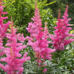 Plants