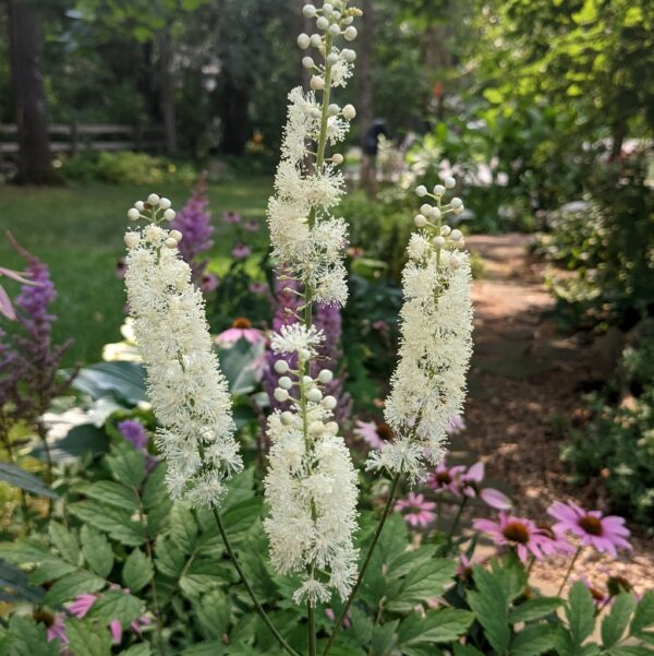 Cimicifuga 'Brunette' or Bugbane