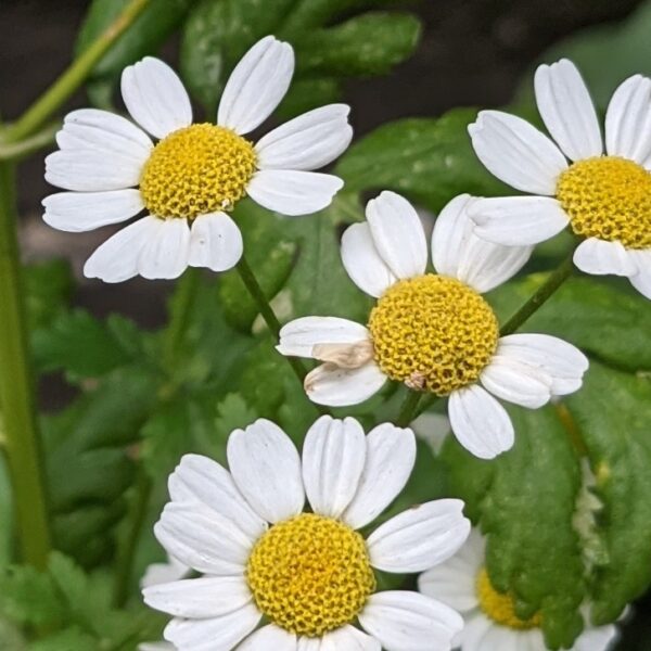 Feverfew - Tanacetum parthenium