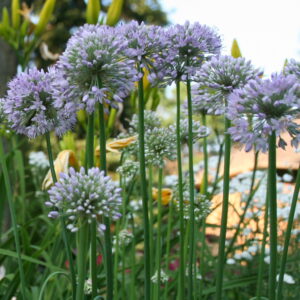 Allium - Pink