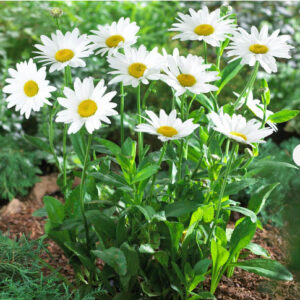 Shasta Daisy