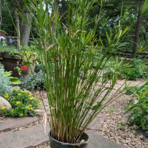 Pond Plants (local pickup only)