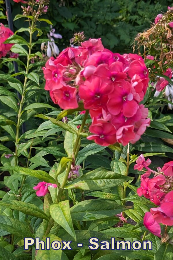 Phlox - Salmon
