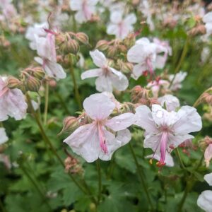 Geranium cranesbills - light pink