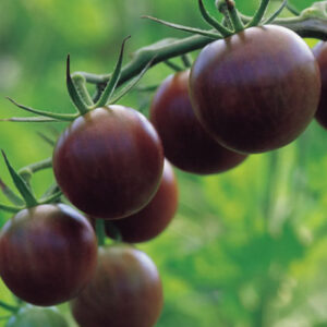 Black Cherry