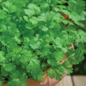 Cilantro (Coriander)