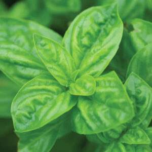 Basil - Genovese