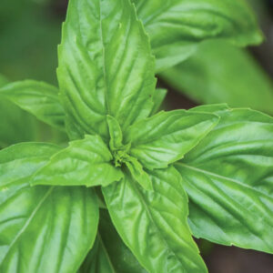 Annual - Herbs