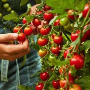 Tomato - Super Sweet 100