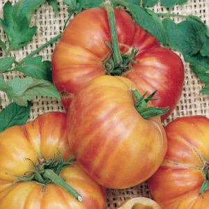 Tomato - Mr. Stripey