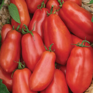 Tomato - San Marzano