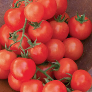 Tomato – Tasty Treat